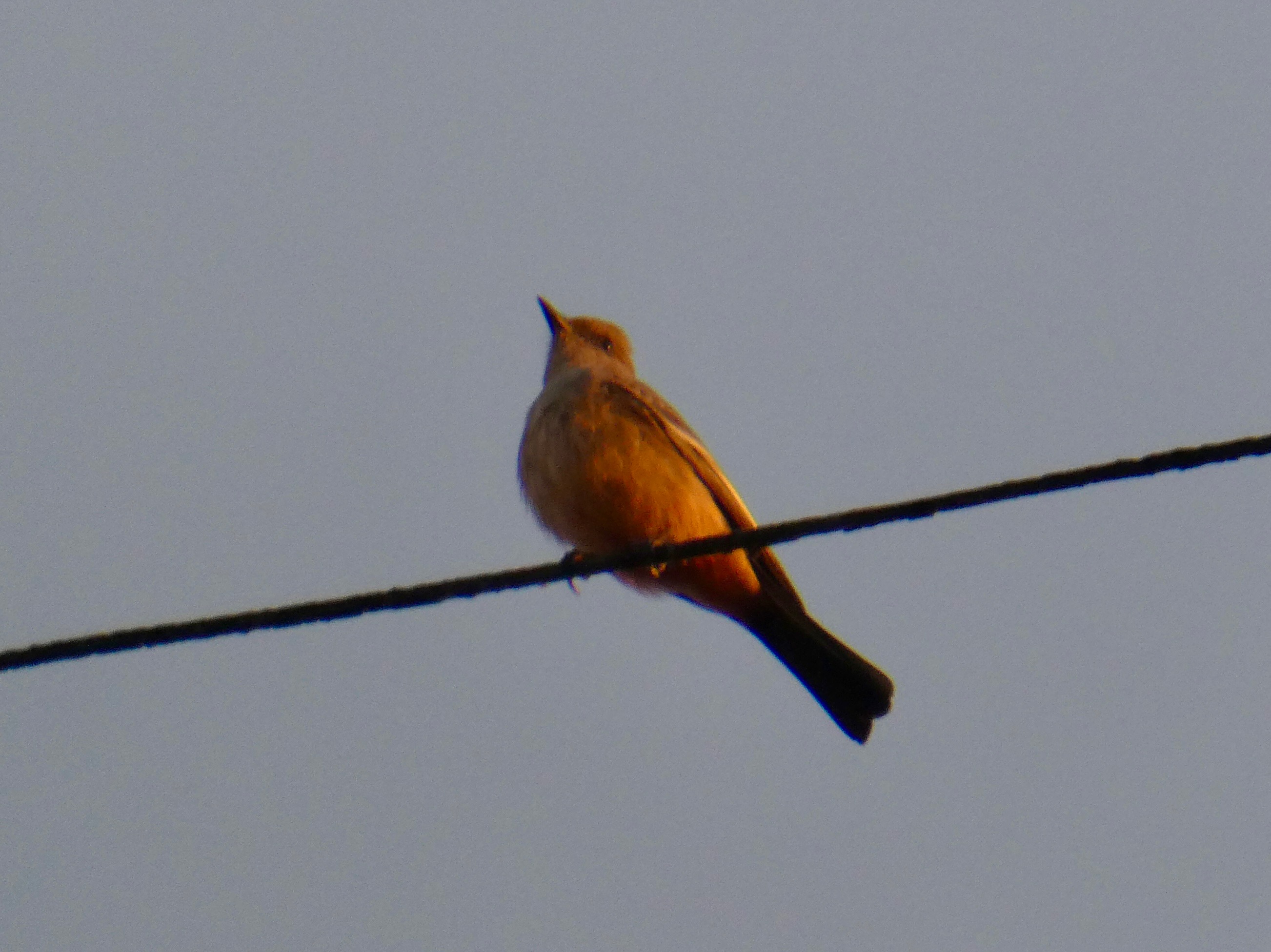 Say's Phoebe on a wire